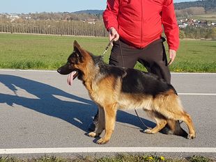 Eisbär von Novadis Eisbär von Novadis
