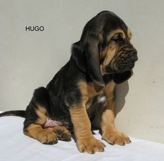Hugo z Podjeřmanské skály Hugo z Podjeřmanské skály