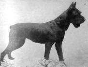 dog image background