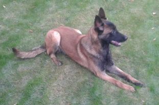 Dutch working malinois Ilzz Dutch working malinois Ilzz