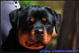 Delahila vom Sittard Delahila vom Sittard