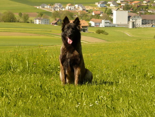 Calie de la Plaine des Cheyennes Calie de la Plaine des Cheyennes