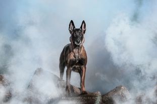 Fame Force Canina Fame Force Canina