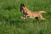 Edda of Braveheart Oradinum