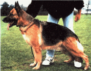 dog image background