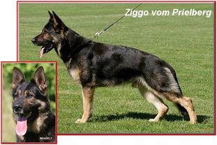 Ziggo vom Prielberg Ziggo vom Prielberg
