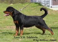Lexa vom Hause Edelstein