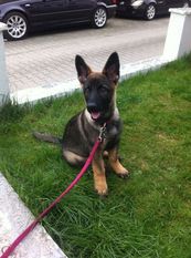 Gigi von der Glana Gigi von der Glana