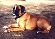 Adonis vom Grand Kevin
