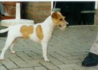 dog image background
