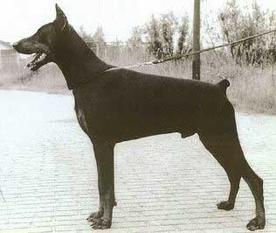 Hertog Alpha van Le Dobry Hertog Alpha van Le Dobry