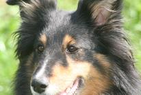 Bessy von der Haunimühle