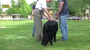 Ursus (Biacca) Ursus (Biacca)