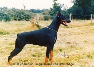 Taiga-Unique van Stevinhage Taiga-Unique van Stevinhage