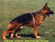 Jack vom Zellergrund