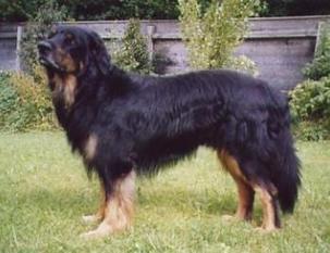 Balou vom Gablitztal Balou vom Gablitztal