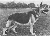 dog image background