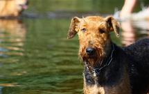 Shakira von der Spree