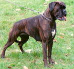 Haila vom Kanzlerwald