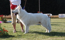 Matoskah of White Condor