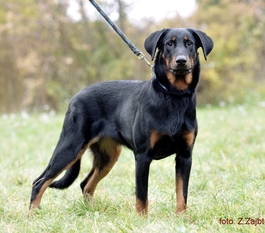 Hatsya Astra Canina Hatsya Astra Canina