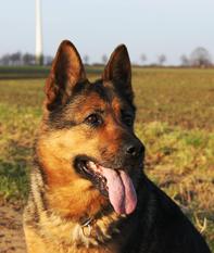 Kaya vom Sunnenbrink Kaya vom Sunnenbrink