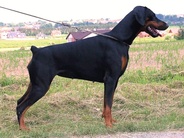 Gabby od Dvou Lvu