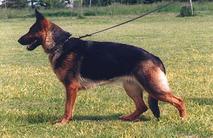 Coda vom Erstehund