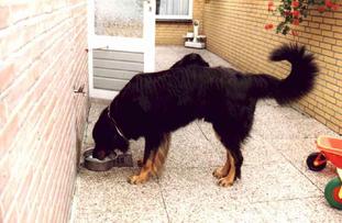 Itto vom Etz Itto vom Etz
