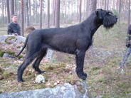 dog image background