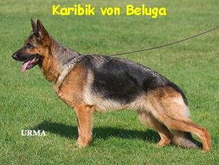 Karibik von Beluga Karibik von Beluga