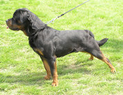 dog image background