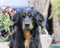 Bild von Satchmo vom Kloster Rohrbach