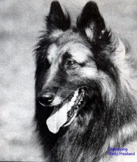 Fedor de la Tourbe Fedor de la Tourbe