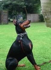 Badhita du Champion Badhita du Champion