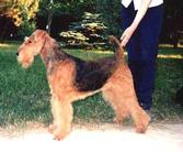 Bingleyvale Fanny Dombey