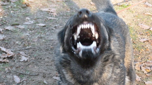 Fox vom Bullerjahn Fox vom Bullerjahn