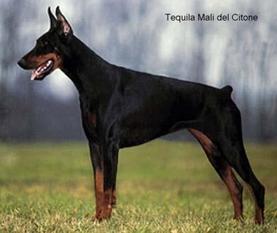 Tequila Mali del Citone Tequila Mali del Citone