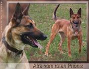 Atra vom Roten Phönix