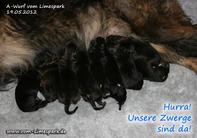 A-Wurf vom Limespark / Die ersten Bilder