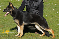Joy vom Wolfsheim