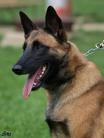 dog image background
