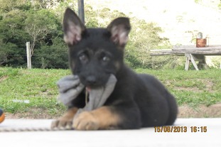 Okar do Caio Work Dog's Okar do Caio Work Dog's