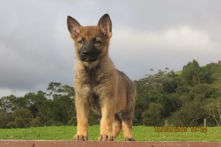 Obelix do Caio Work Dog's Obelix do Caio Work Dog's