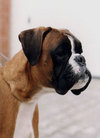 Brait's Nikita