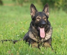 Aeby vom Wolfsblut Aeby vom Wolfsblut