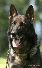Tyson von der Adelegg Tyson von der Adelegg
