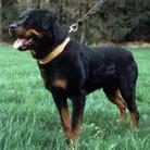 Santo von der Mauth