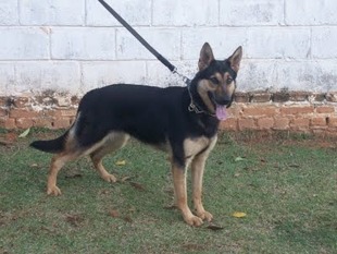 Cora do Caio Work Dog's Cora do Caio Work Dog's