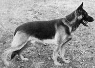 dog image background